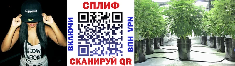 Купить где  Выборг  Конопля THC 21% 